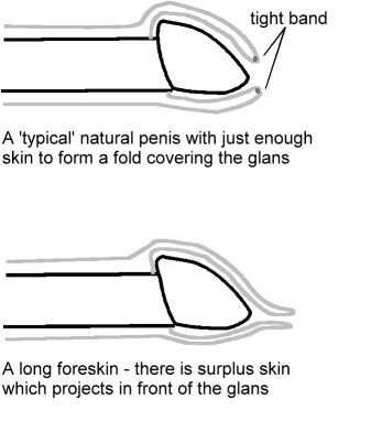 The foreskin